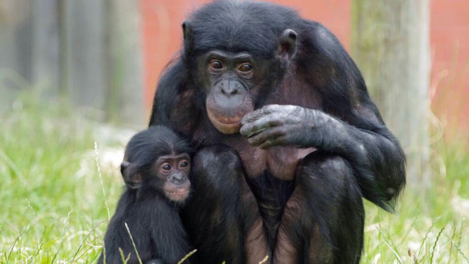 Bonobo-Mom-and-Baby